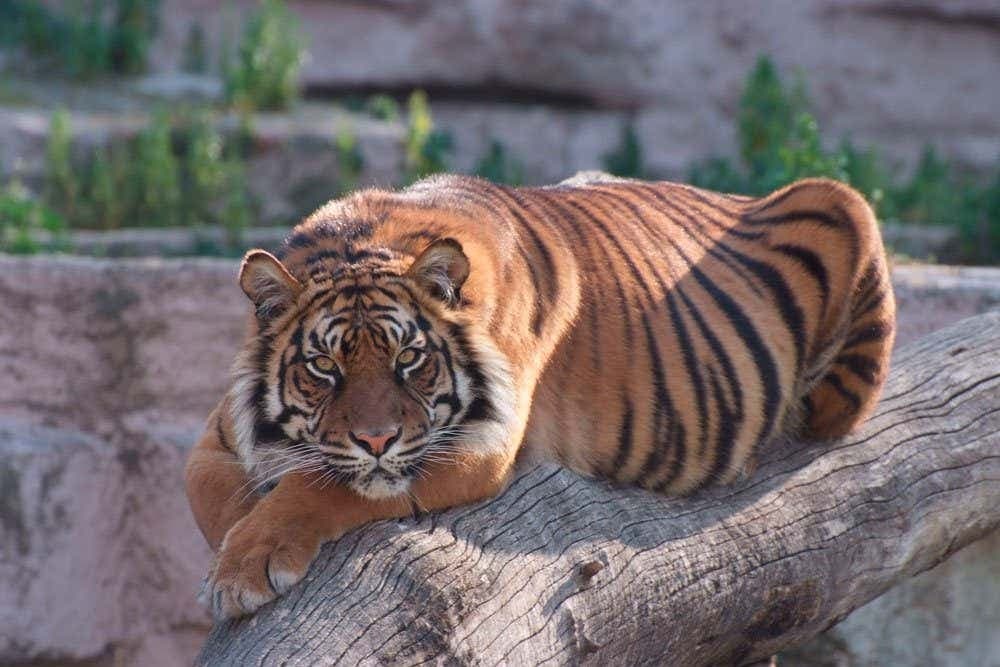 Biglietto per lo Zoo di Barcellona