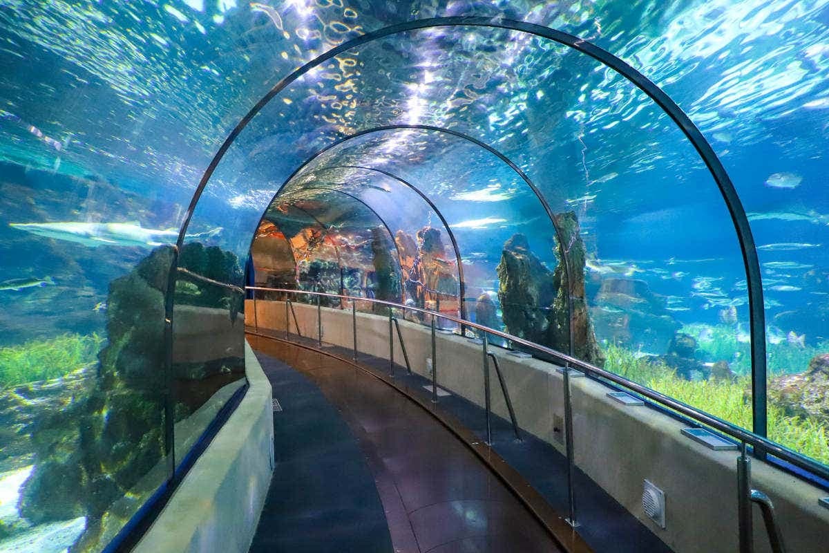 Biglietti saltafila per L'Aquarium di Barcellona