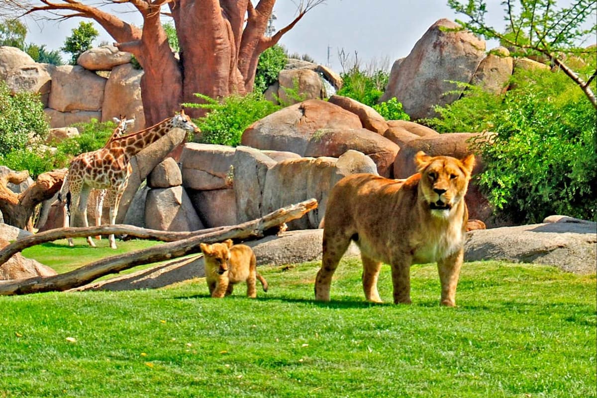 Biglietti per il Bioparc Valencia