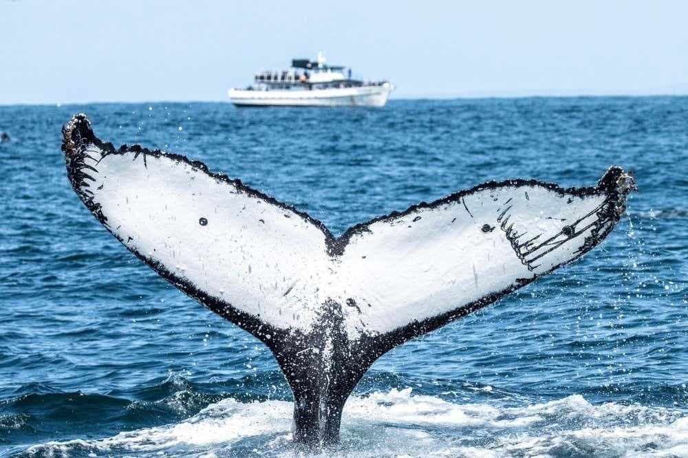 Whale Watching Cruise