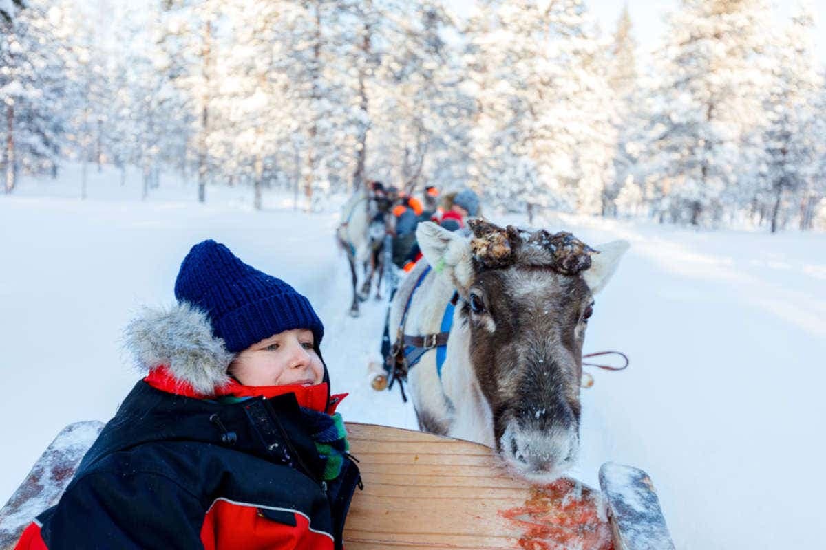Reindeer & Husky Sleigh Ride