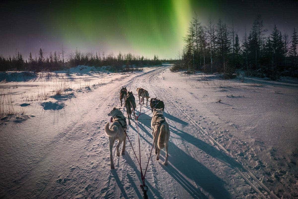Northern Lights Husky Sleigh Ride