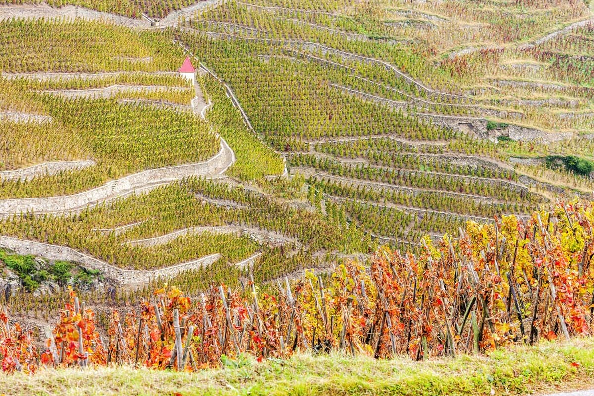 Rhone Valley Wine Tour