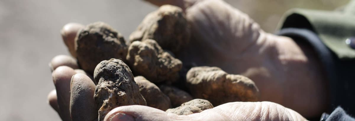 Tour del tartufo ad'Alba