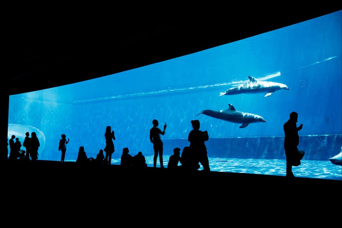 Biglietti per l'Acquario di Genova + Degustazione di panera