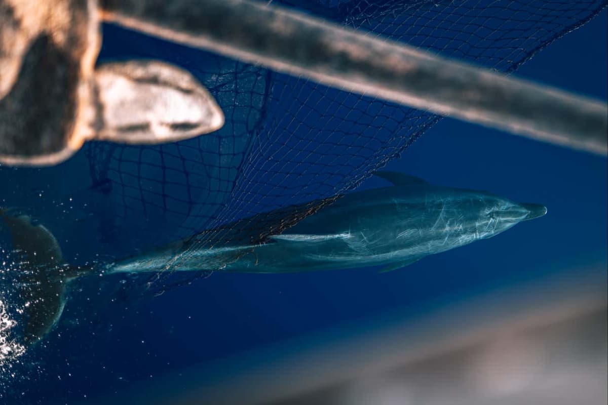 Avvistamento di delfini al tramonto