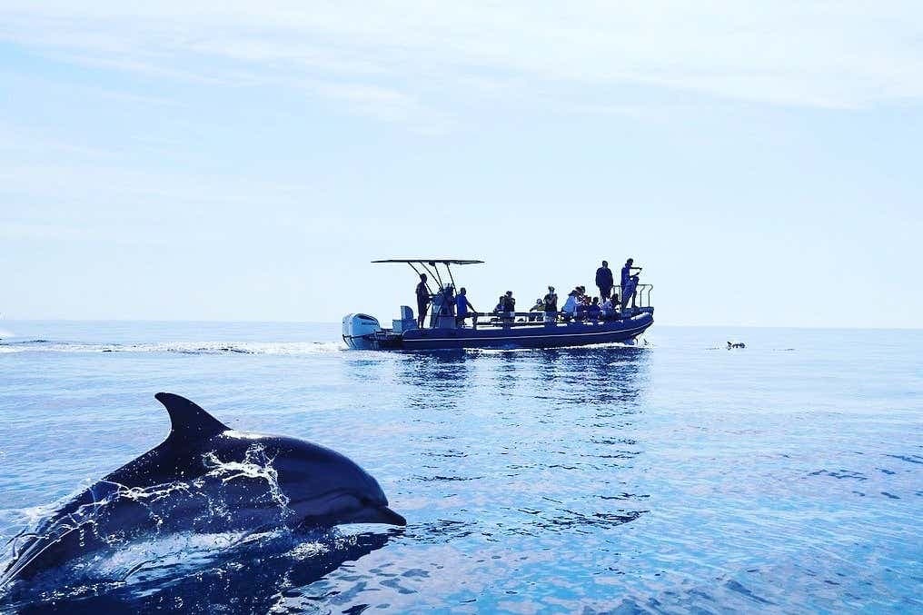 Osservazione di cetacei nel Golfo di Taranto