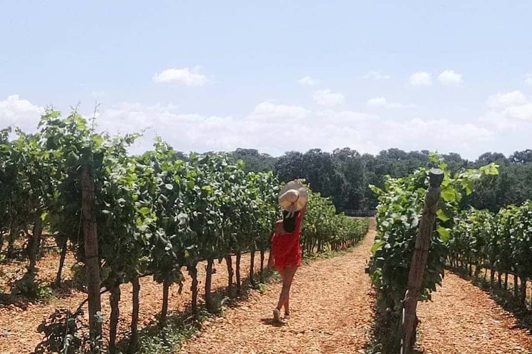 Degustazione di vino nella Valle d'Itria