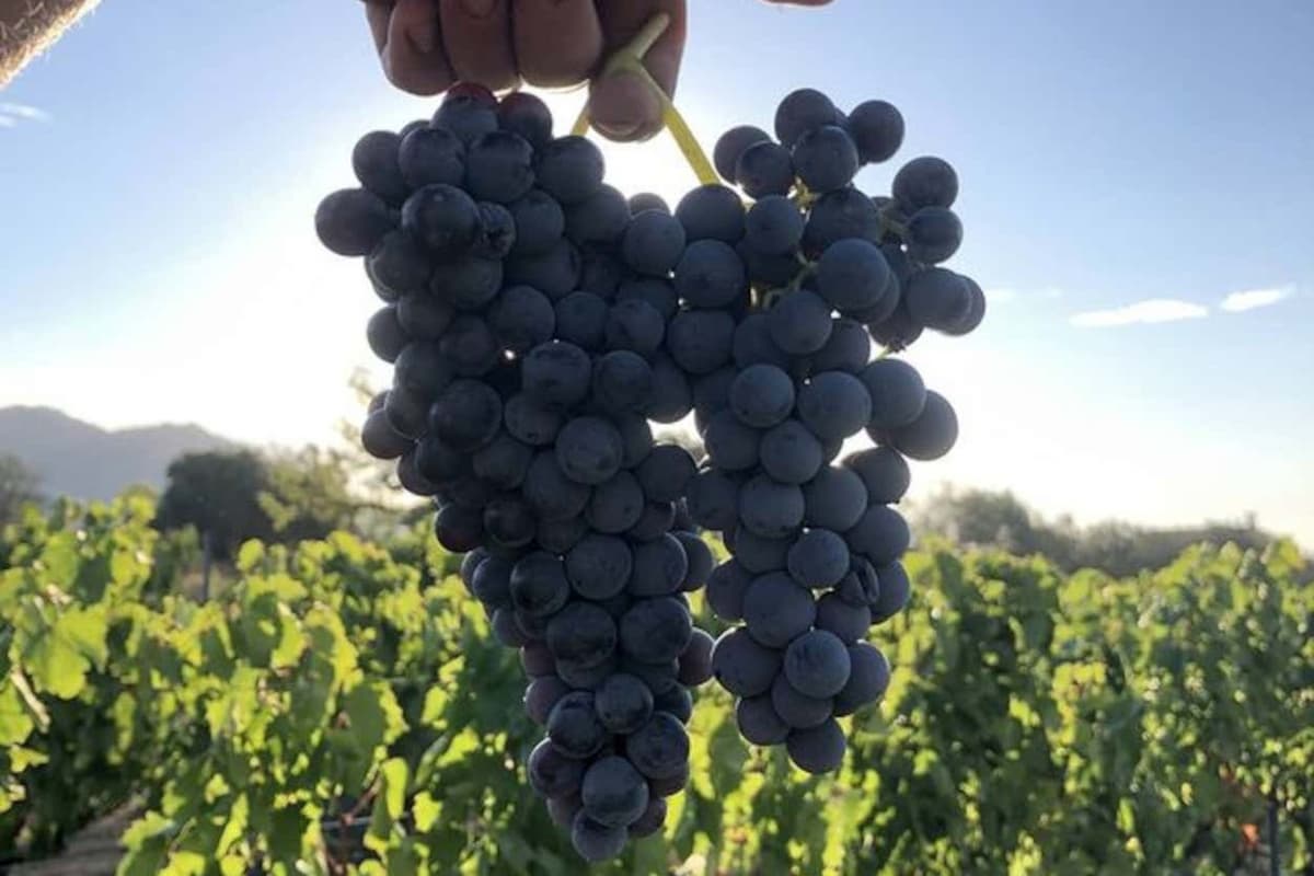 Visita alla cantina Locanda Murales con degustazione