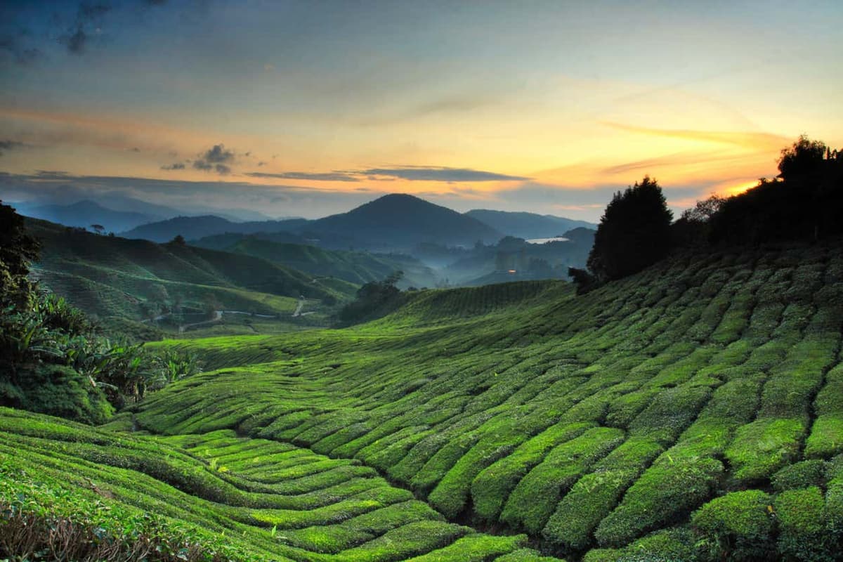 Tour delle Cameron Highlands