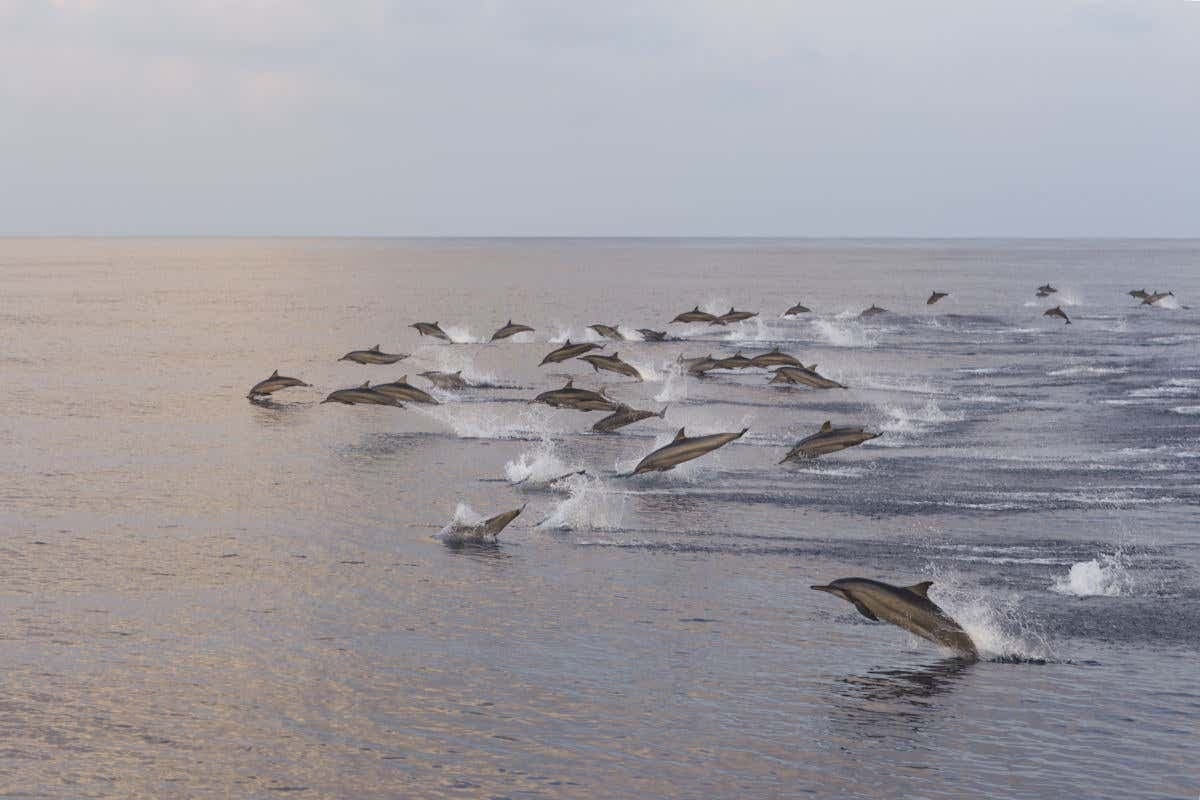 Dhiffushi Dolphin Watching