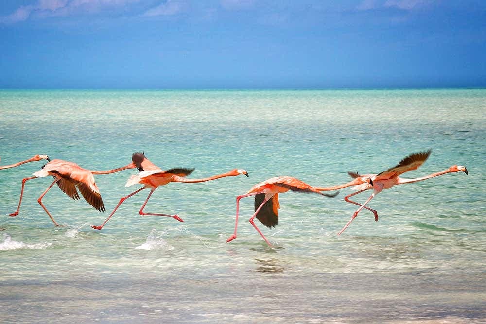 Excursión a la isla Holbox