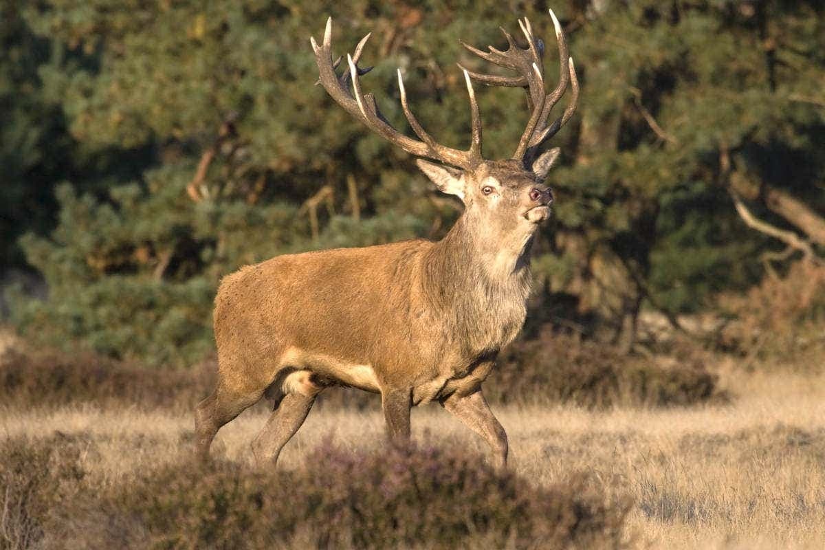 Hoge Veluwe National Park Tour