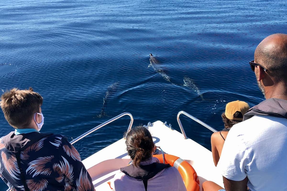 Faro Dolphin Watching Tour