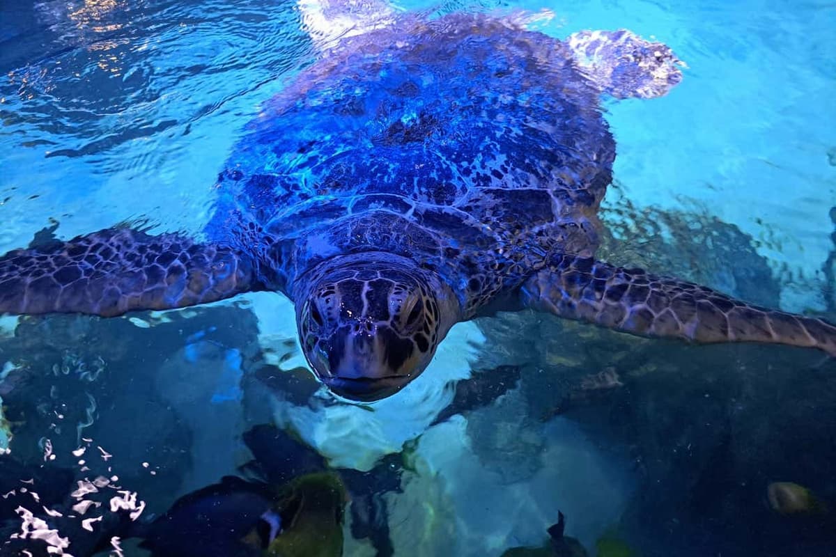 Biglietti per SEA LIFE® Manchester