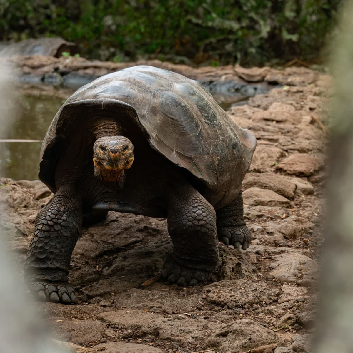 Visita a las tortugas Galápagos - Las Islas Galápagos