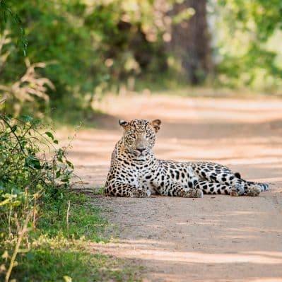 Avvistare gli animali selvatici nei Parchi di Minneriya e Yala - Polonnaruwa