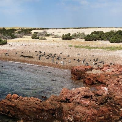 Camminare tra i pinguini di Magellano all’estancia San Lorenzo - Puerto Madryn