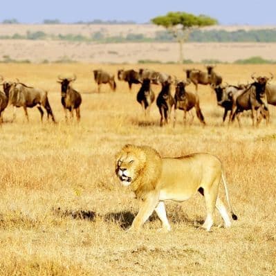 Fotografare i “Big Five” al Masai Mara, ricordando l’epoca della “caccia grossa” - Maasai Mara
