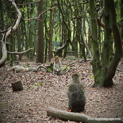 Optional Elephant and Monkey Park Tour - Cape Town