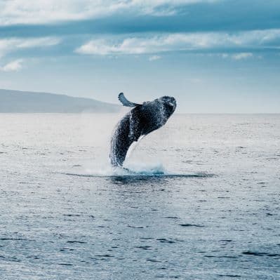 Uscire in barca alla ricerca della fauna marina  - Akureyri