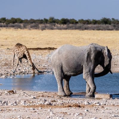 Osservare la fauna dell’Aberdare mentre si abbevera alla pozza - Parco nazionale di Aberdare
