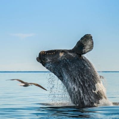 Osservare la balena franca nella baia del Golfo Nuevo - Puerto Madryn