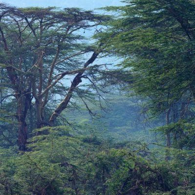 Sostenere il progetto Every 5 Acres piantando un albero a Bugoma - Parco nazionale Murchison Falls