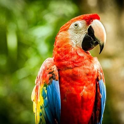 Día 4. Centro Etno-Botánico – Caminata en selva y / o charla con una sabedora de la etnia Uitoto - Leticia