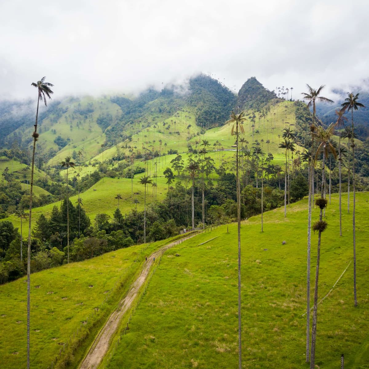 Know The Wax Palms In Cocora Valley And Salento Town - Armenia, Quindio