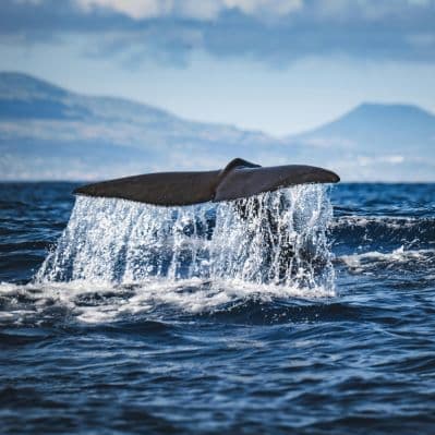 Whale safari - Tromso