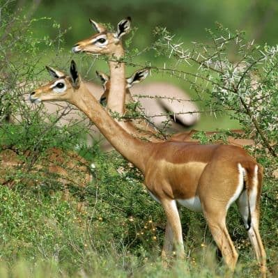 Cercare gli “Special Five” nella Samburu National Reserve - Riserva Nazionale di Samburu