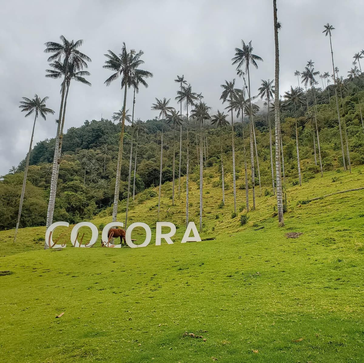 DÍA 5. (sábado) PEREIRA – VALLE DEL COCORA Y SALENTO - Pereira