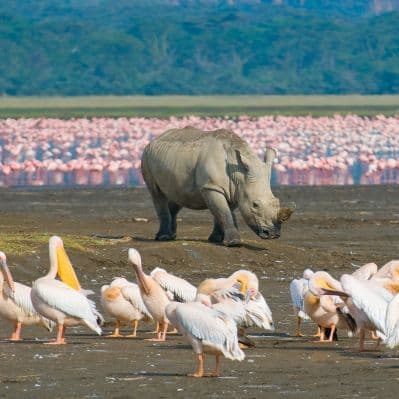 Ammirare i rinoceronti bianchi e neri di Lake Nakuru - Lago Nakuru