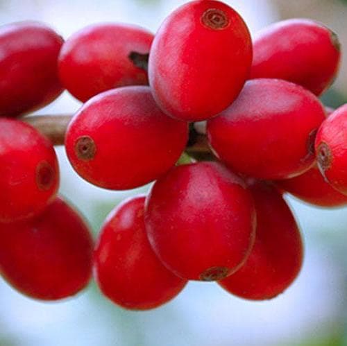 Day 2. Pereira - Coffee tour - Pereira