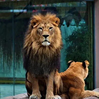 Optional Lion Park Tour - Johannesburg