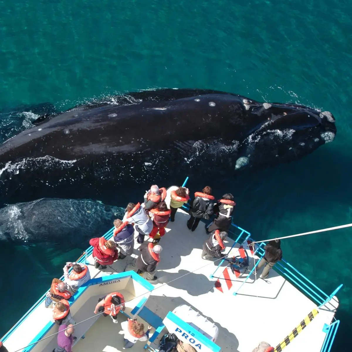 Classic Valdés Peninsula + Whale Watching - פוארטו מדרין