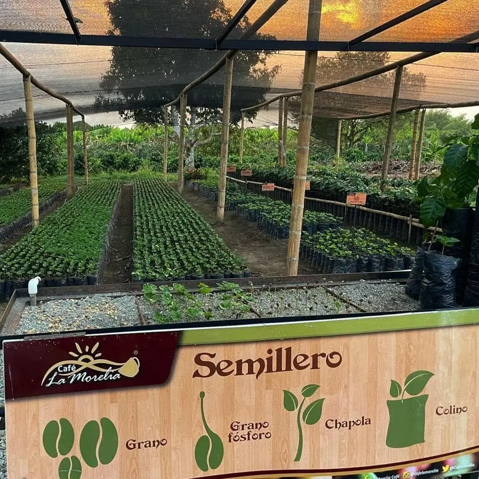 Tour Of Coffee At Hacienda La Morelia In Armenia  - Armenia, Quindio