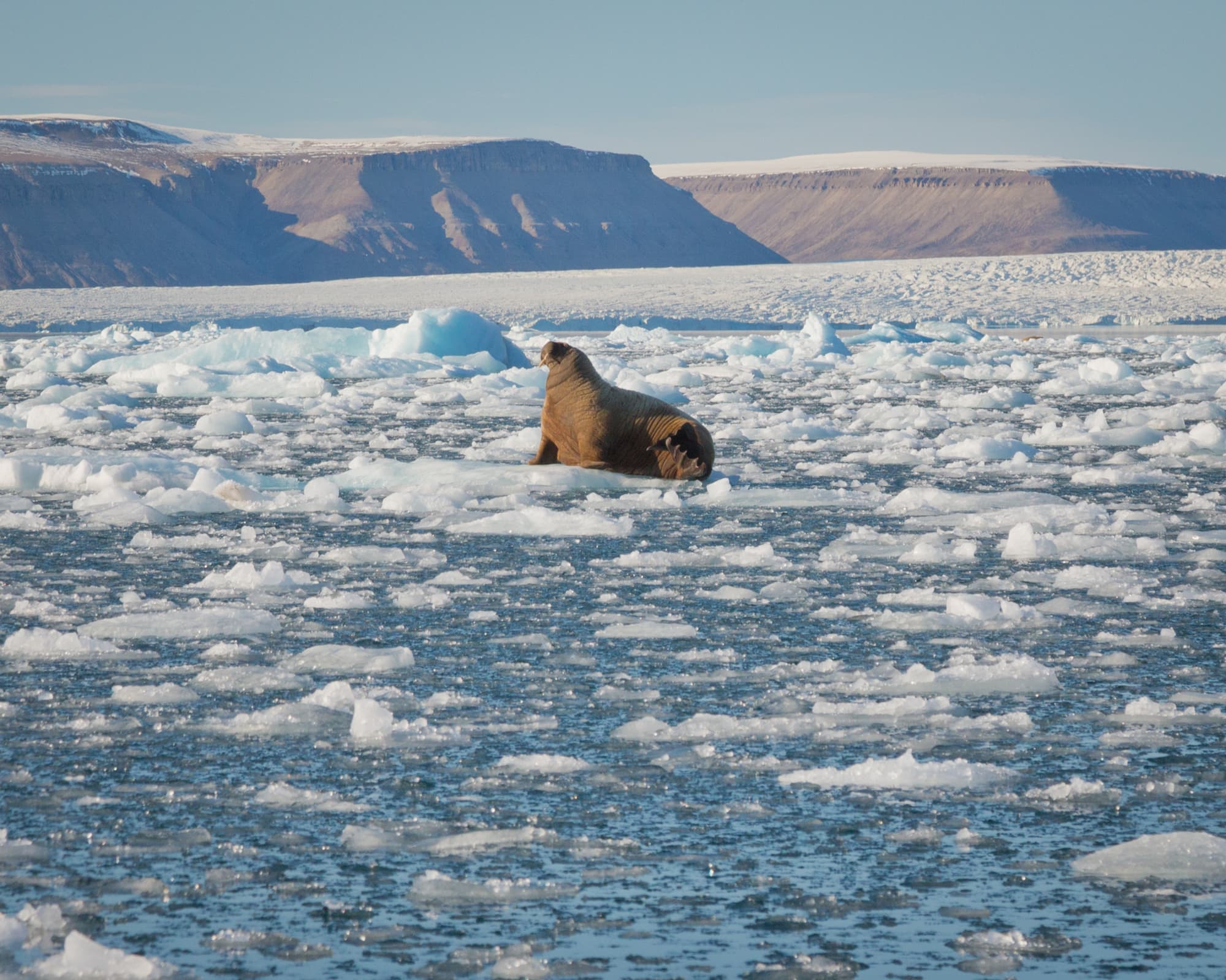 Canadian Arctic: Wildlife, Helicopters, & the Northwest Passage (Nuuk)