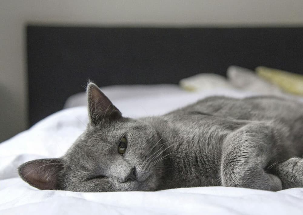 Hotel Sancho Ramírez