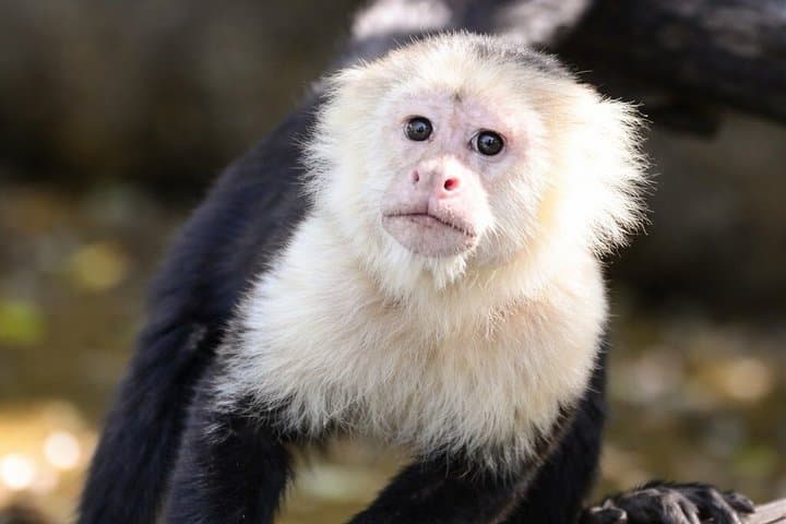 ticket