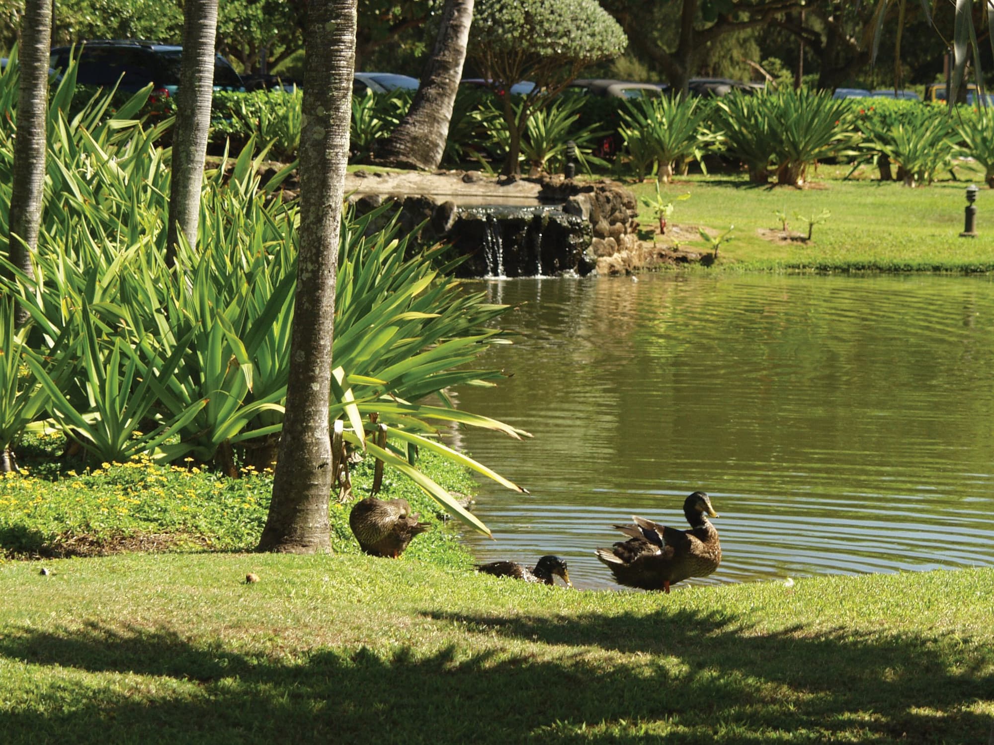Kauai Beach Villas