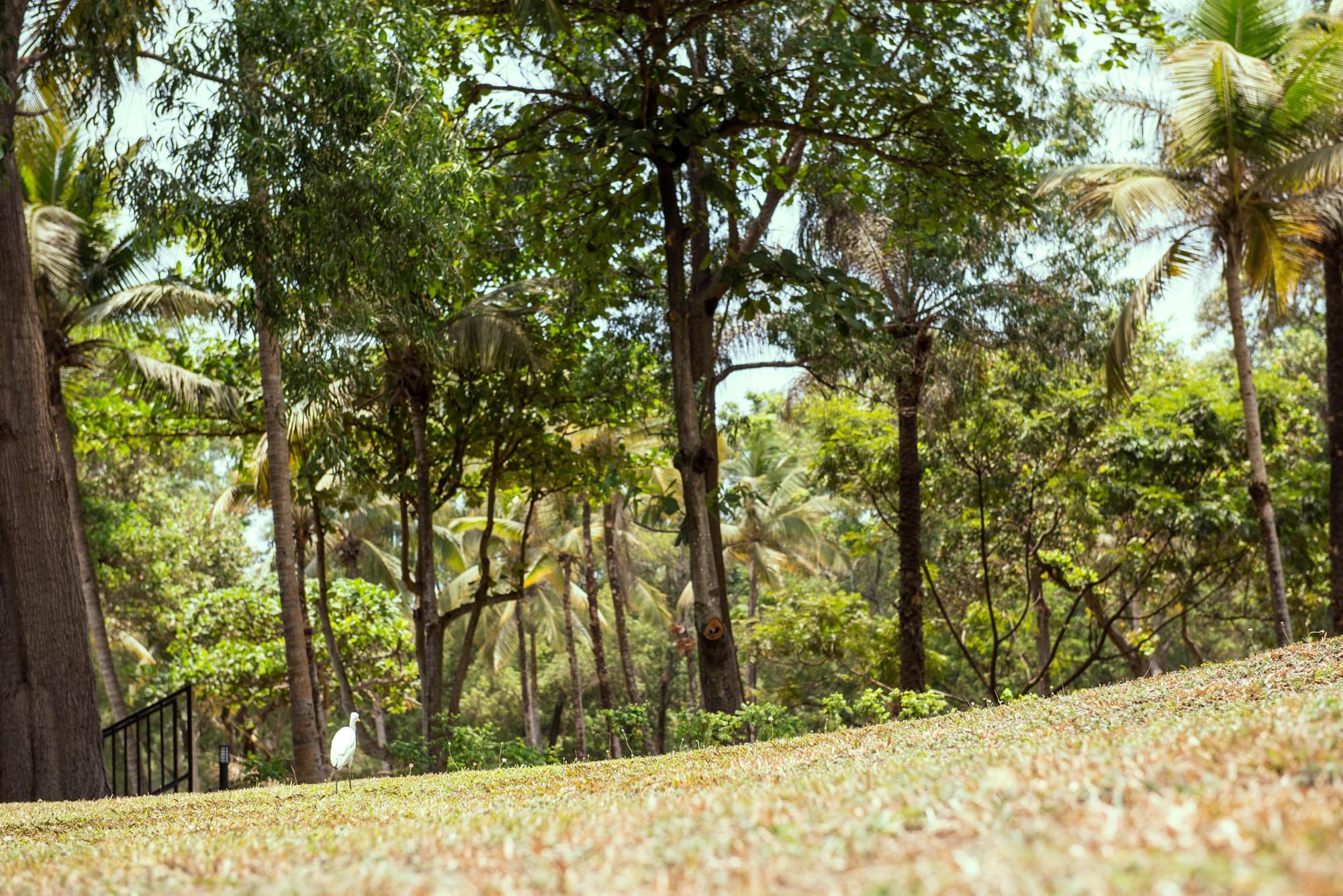 Radisson Blu Mammy Yoko Hotel