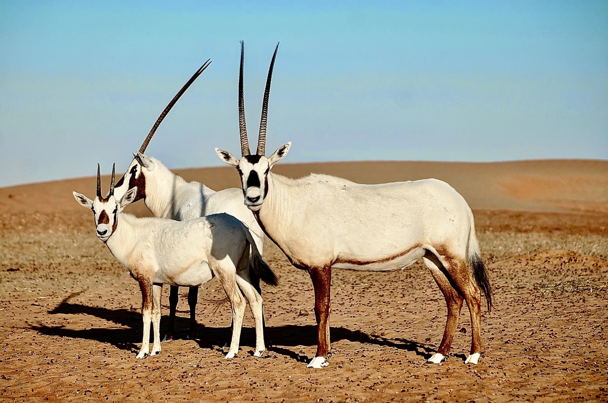 Telal Resort Al Ain
