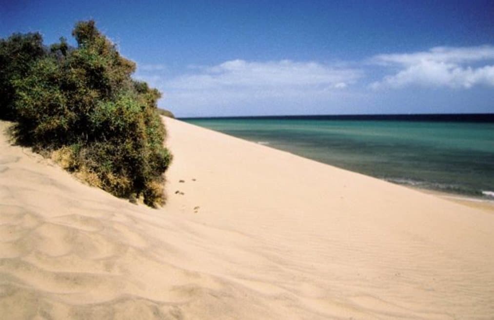 Fergus Cactus Garden