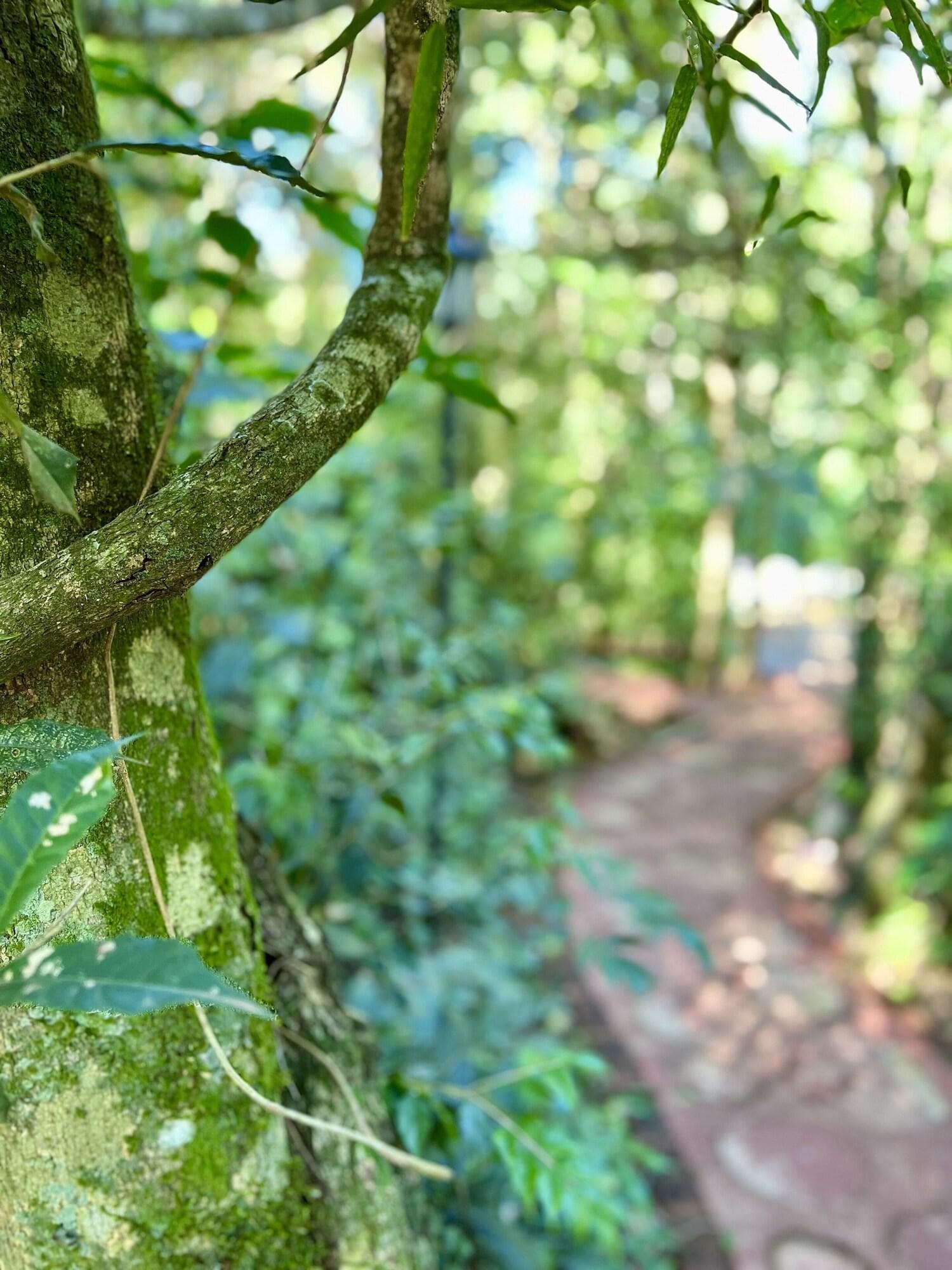 Rainforest Selva Hotel