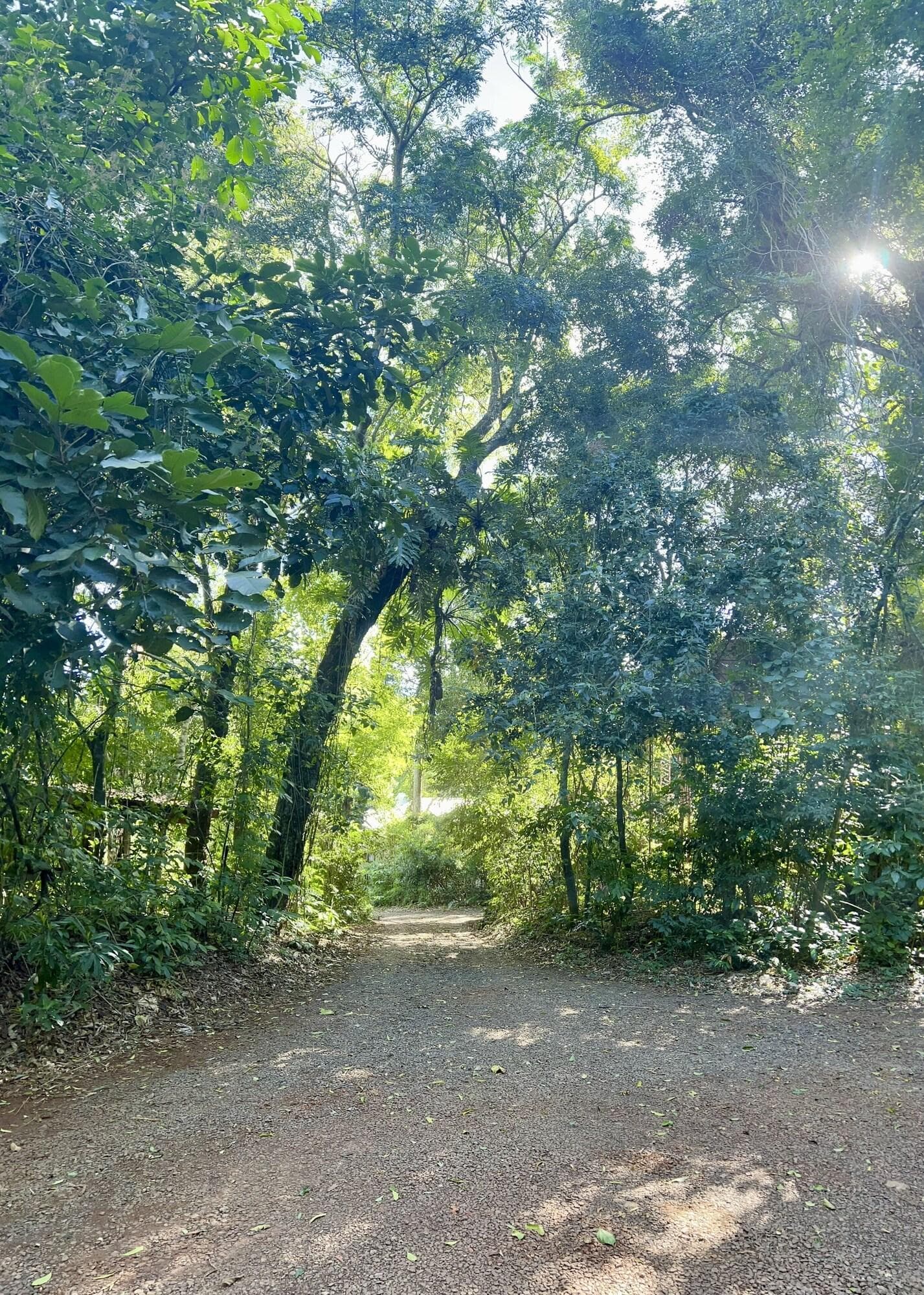 Rainforest Selva Hotel