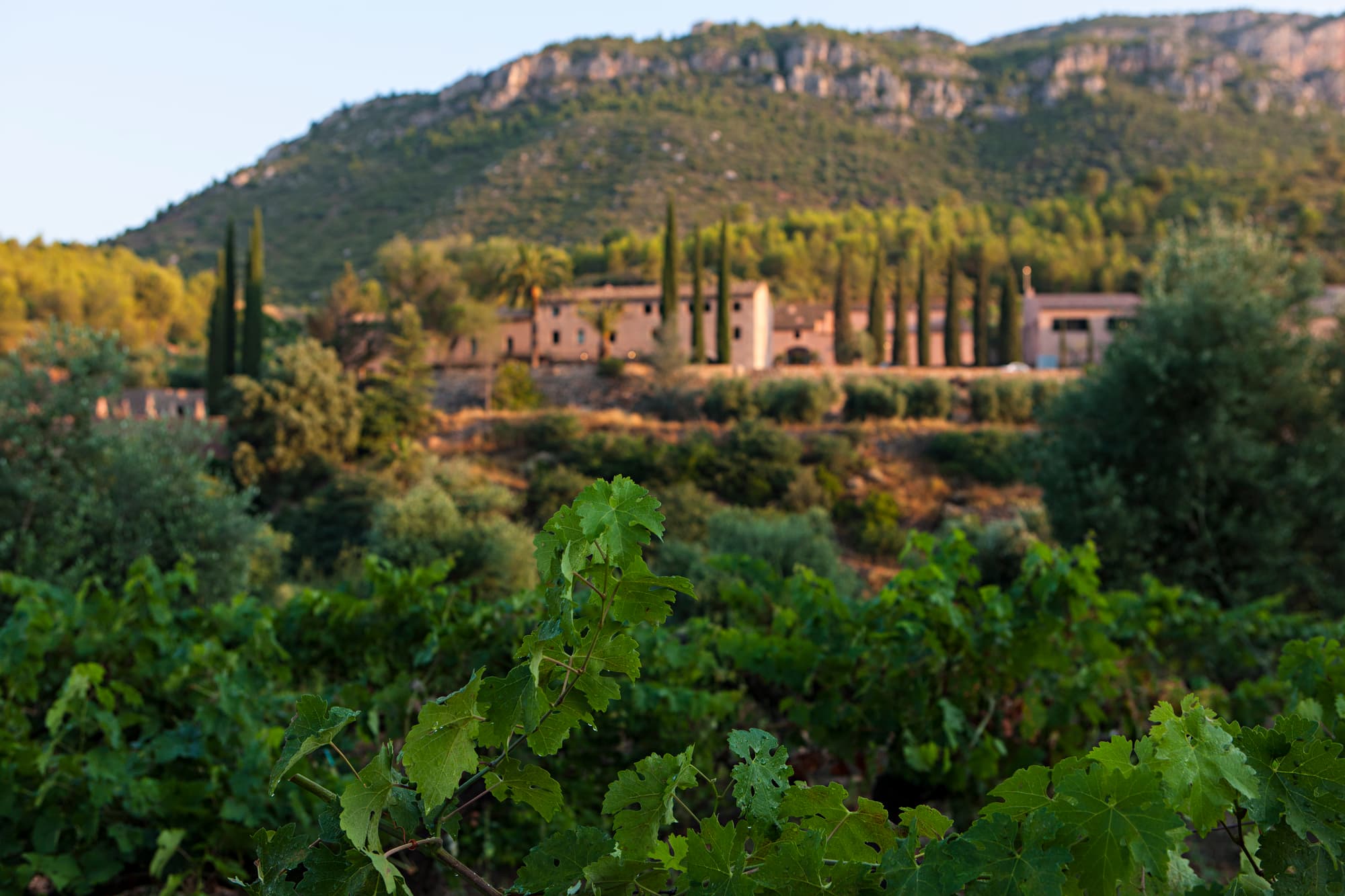 Terra Dominicata - Hotel & Winery