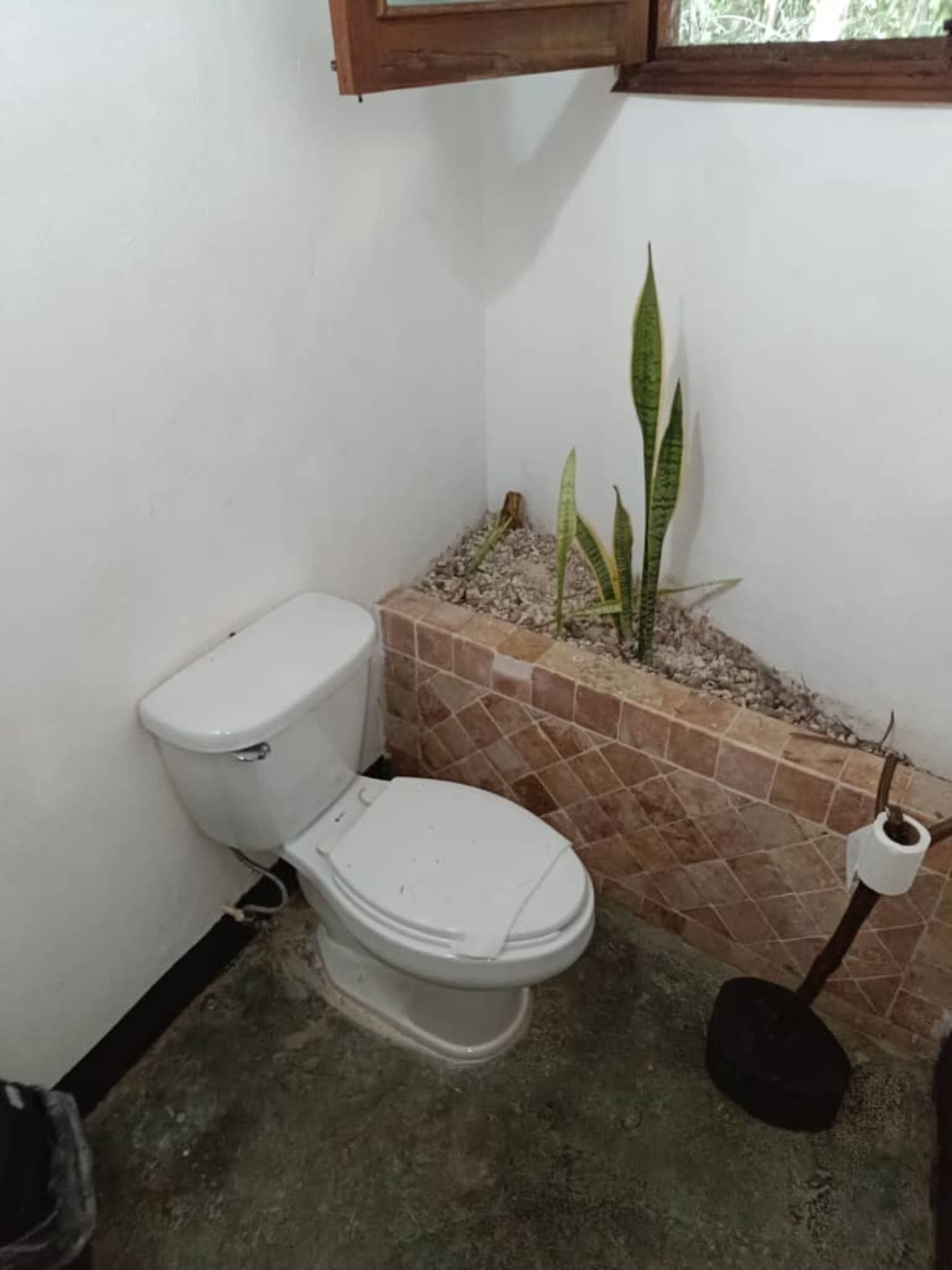Jolie Jungle