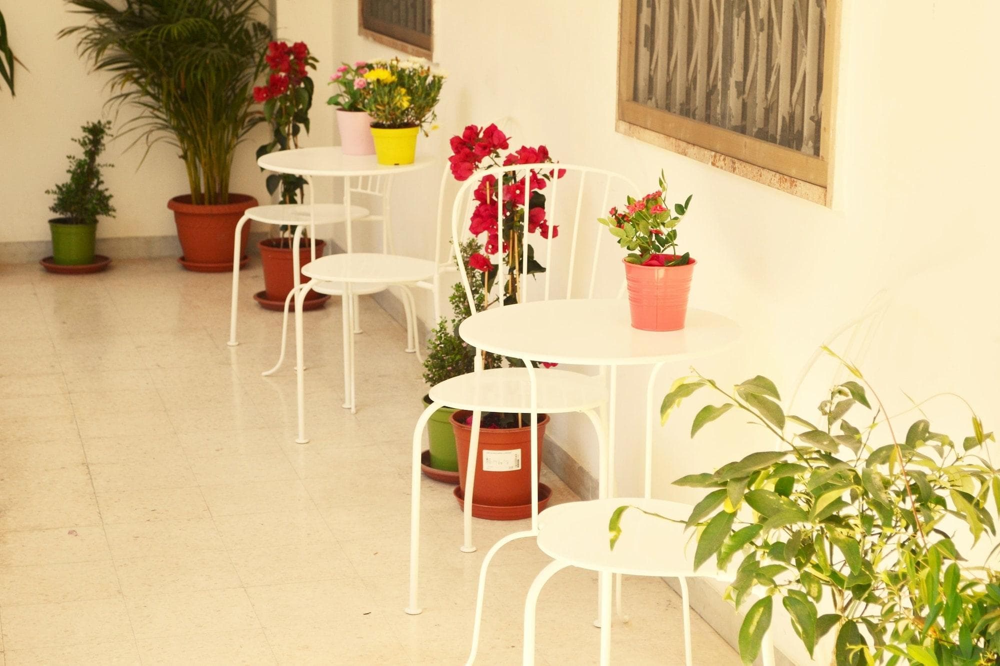 Olive Tree Hostel